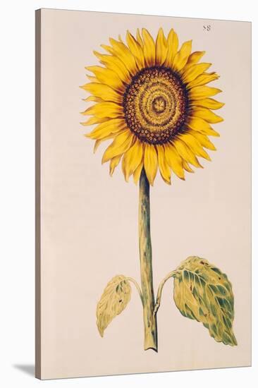 Sunflower or Helianthus, from "La Guirlande de Julie", circa 1642-Nicolas Robert-Stretched Canvas