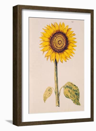 Sunflower or Helianthus, from "La Guirlande de Julie", circa 1642-Nicolas Robert-Framed Giclee Print