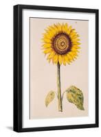 Sunflower or Helianthus, from "La Guirlande de Julie", circa 1642-Nicolas Robert-Framed Giclee Print