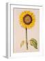 Sunflower or Helianthus, from "La Guirlande de Julie", circa 1642-Nicolas Robert-Framed Giclee Print