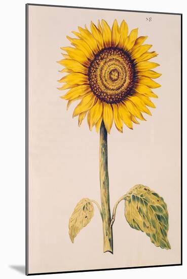 Sunflower or Helianthus, from "La Guirlande de Julie", circa 1642-Nicolas Robert-Mounted Giclee Print