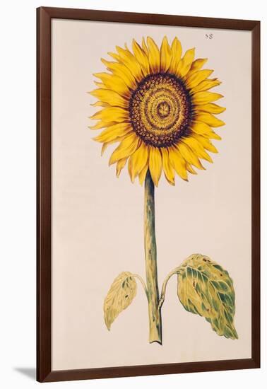 Sunflower or Helianthus, from "La Guirlande de Julie", circa 1642-Nicolas Robert-Framed Giclee Print