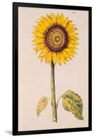 Sunflower or Helianthus, from "La Guirlande de Julie", circa 1642-Nicolas Robert-Framed Giclee Print