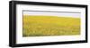 Sunflower Panorama-Stephen Gassman-Framed Giclee Print