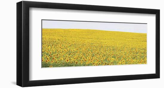 Sunflower Panorama-Stephen Gassman-Framed Giclee Print