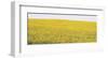 Sunflower Panorama-Stephen Gassman-Framed Giclee Print