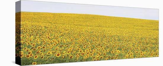 Sunflower Panorama-Stephen Gassman-Stretched Canvas