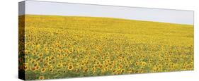 Sunflower Panorama-Stephen Gassman-Stretched Canvas