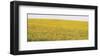 Sunflower Panorama-Stephen Gassman-Framed Art Print