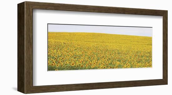 Sunflower Panorama-Stephen Gassman-Framed Art Print