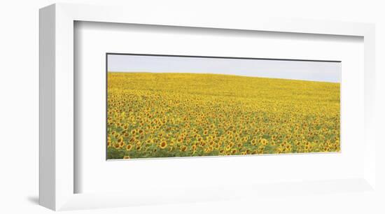 Sunflower Panorama-Stephen Gassman-Framed Art Print