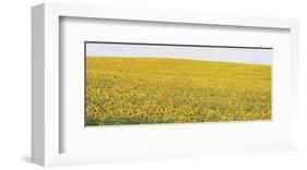 Sunflower Panorama-Stephen Gassman-Framed Art Print