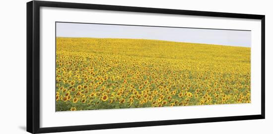 Sunflower Panorama-Stephen Gassman-Framed Art Print