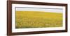 Sunflower Panorama-Stephen Gassman-Framed Art Print