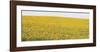 Sunflower Panorama-Stephen Gassman-Framed Art Print