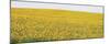 Sunflower Panorama-Stephen Gassman-Mounted Art Print