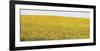 Sunflower Panorama-Stephen Gassman-Framed Art Print