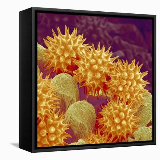 Sunflower pollen at a magnification of x1000-Micro Discovery-Framed Stretched Canvas