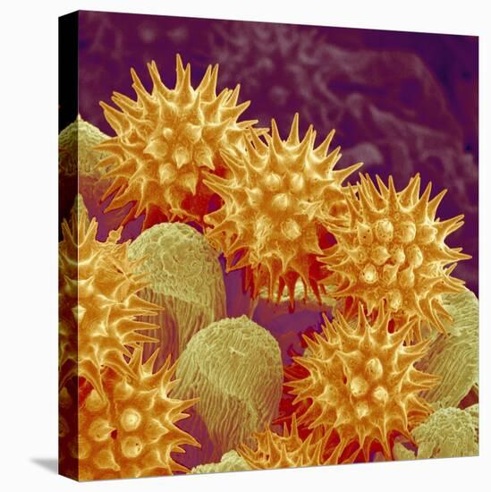Sunflower pollen at a magnification of x1000-Micro Discovery-Stretched Canvas