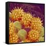 Sunflower pollen at a magnification of x1000-Micro Discovery-Framed Stretched Canvas