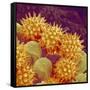 Sunflower pollen at a magnification of x1000-Micro Discovery-Framed Stretched Canvas