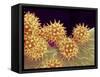 Sunflower pollen at a magnification of x1000-Micro Discovery-Framed Stretched Canvas