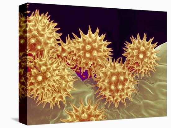 Sunflower pollen at a magnification of x1000-Micro Discovery-Stretched Canvas