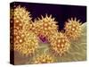 Sunflower pollen at a magnification of x1000-Micro Discovery-Stretched Canvas