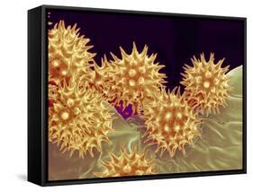 Sunflower pollen at a magnification of x1000-Micro Discovery-Framed Stretched Canvas