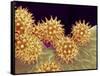 Sunflower pollen at a magnification of x1000-Micro Discovery-Framed Stretched Canvas