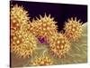 Sunflower pollen at a magnification of x1000-Micro Discovery-Stretched Canvas