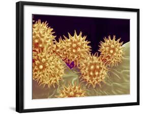 Sunflower pollen at a magnification of x1000-Micro Discovery-Framed Photographic Print