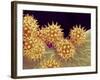 Sunflower pollen at a magnification of x1000-Micro Discovery-Framed Photographic Print