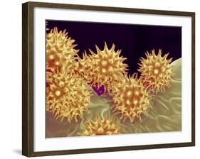 Sunflower pollen at a magnification of x1000-Micro Discovery-Framed Photographic Print