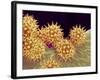 Sunflower pollen at a magnification of x1000-Micro Discovery-Framed Photographic Print