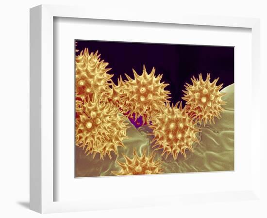 Sunflower pollen at a magnification of x1000-Micro Discovery-Framed Photographic Print