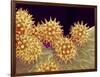 Sunflower pollen at a magnification of x1000-Micro Discovery-Framed Photographic Print