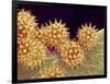 Sunflower pollen at a magnification of x1000-Micro Discovery-Framed Photographic Print