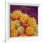 Sunflower pollen at a magnification of x1000-Micro Discovery-Framed Photographic Print