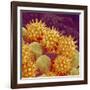 Sunflower pollen at a magnification of x1000-Micro Discovery-Framed Photographic Print