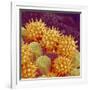 Sunflower pollen at a magnification of x1000-Micro Discovery-Framed Photographic Print