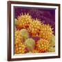 Sunflower pollen at a magnification of x1000-Micro Discovery-Framed Photographic Print