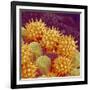 Sunflower pollen at a magnification of x1000-Micro Discovery-Framed Photographic Print