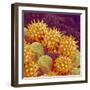 Sunflower pollen at a magnification of x1000-Micro Discovery-Framed Photographic Print