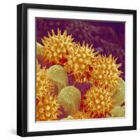 Sunflower pollen at a magnification of x1000-Micro Discovery-Framed Photographic Print