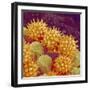 Sunflower pollen at a magnification of x1000-Micro Discovery-Framed Photographic Print