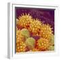 Sunflower pollen at a magnification of x1000-Micro Discovery-Framed Photographic Print