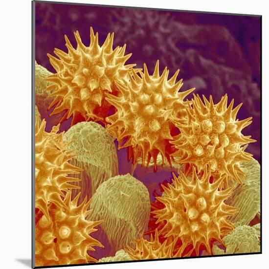 Sunflower pollen at a magnification of x1000-Micro Discovery-Mounted Photographic Print