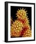 Sunflower Pollen, SEM-Susumu Nishinaga-Framed Photographic Print