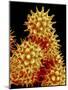 Sunflower Pollen, SEM-Susumu Nishinaga-Mounted Photographic Print